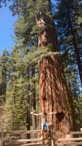 Una tipica sequoia gigante del parco